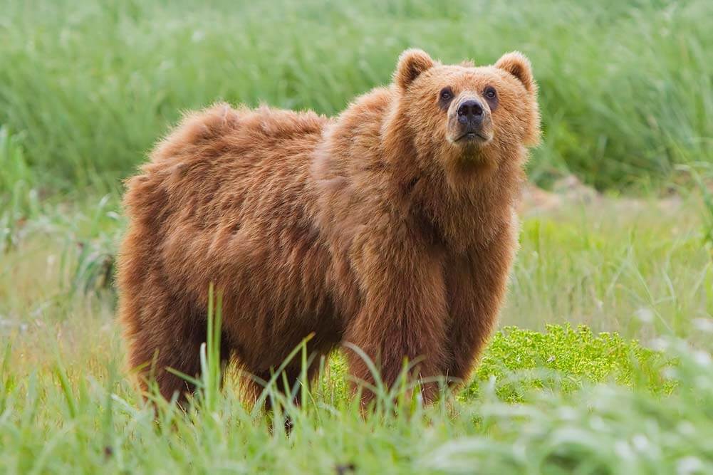 Bears of Portage Trails